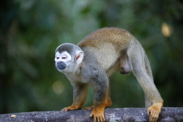 Amazon Monkey