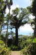 Amazon rainforest Ceiba tops tree