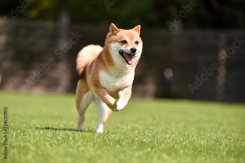 ドッグランで走る柴犬 Stock 写真 Adobe Stock