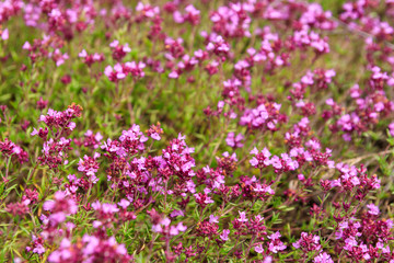 Canvas Print - Purple wild thyme flowers on a meadow