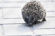 Prickly hedgehog mother with three young people looking for food on an evening walk between houses and streets of the city. Omnivore mammals active at night.