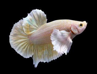 Golden Dumbo Ear Halfmoon Plakat HMPK Betta Male or Plakat Fighting Fish Splendens On Black Background.