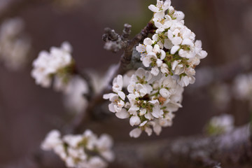 flowers of cherry tree