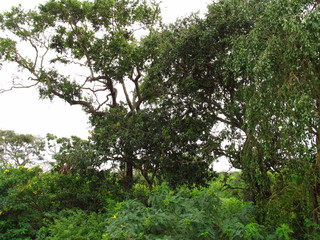 Sticker - The monkey on the safari in Yala National park, Sri Lanka