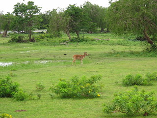 Wall Mural - The antelope on the safari in Yala National park, Sri Lanka