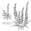 © b.illustrations - Sketch Floral decorative set. Foxglove flower drawings. Black and white with line art isolated on white backgrounds. Hand Drawn Botanical Illustrations. Elements vector.