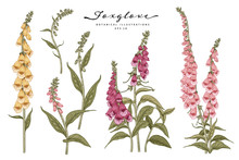 Sketch Floral Decorative Set. Pink, Yellow And Purple Foxglove Flower Drawings. Vintage Line Art Isolated On White Backgrounds. Hand Drawn Botanical Illustrations. Elements Vector.