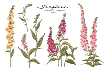 Wall Mural - Sketch Floral decorative set. Pink, Yellow and Purple Foxglove flower drawings. Vintage line art isolated on white backgrounds. Hand Drawn Botanical Illustrations. Elements vector.