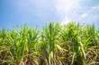 © pla2na - Agriculture sugarcane field farm with blue sky in sunny day background and copy space, Thailand. Sugar cane plant tree in countryside for food industry or renewable bioenergy power.