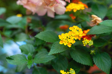 Close Up View Of Yellow Lantana Viburnoides Blossom On Background Of Wide Toothed Leaves. Selective Focus, Copy Space. Magnificent Treasures Of Nature. Natural Splendor. Floral Background, Wallpaper