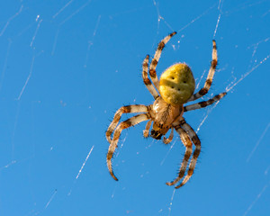 Wall Mural - Spider female sits in its cobwebs against blue sky