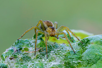 Wall Mural - Spider female sits in her nest early in morning