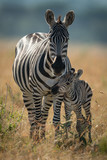 Fototapeta Konie - Plains zebra and foal stand eyeing camera