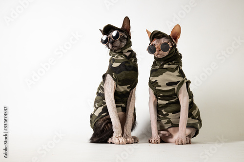 Obraz Dibond Koty Camo