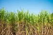 © pla2na - Agriculture sugarcane field farm with blue sky in sunny day background and copy space, Thailand. Sugar cane plant tree in countryside for food industry or renewable bioenergy power.