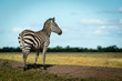 Plains zebra stands on bank facing right