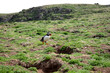 Atlantic puffin at Skomer Island