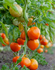 Wall Mural - Ripe yellow tomato grown in a greenhouse ecological. Gardening concept