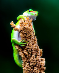 reptile and amphibian in macrophotography