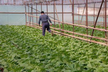 Wall Mural - Fresh organic vegetables grown on city farms, and a person goes to check his crop (salad, cabbage, kohlrabi, etc.)