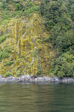 Lush Vegetation On Rocky Cliff Face At Fjord Shore,  Milford Sound, New Zealand