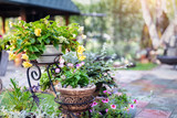 Fototapeta Uliczki - Beautiful fresh spring blooming different flowers in clay flower pots stand at flowerbed on outdoor patio or backyard. Gardening and landscaping concept