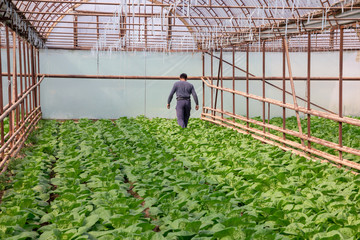 Wall Mural - Fresh organic vegetables grown on city farms, and a person goes to check his crop (salad, cabbage, kohlrabi, etc.)