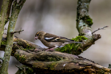 A chaffinch at a feeding place at the Mönchbruch pond in a natural reserve in Hesse Germany. Looking for food in winter time.