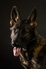Wall Mural - Sable GSD on black stare