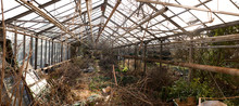 Damaged And Neglected Agriculture Greenhouse With Plenty Of Mess And Chopped Overgrown Rose Bushes. Missing And Broken Glass