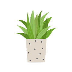 Poster - Houseplant in flower pot isolated on white background