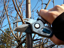 Gardener's Hand With Secateurs Pruning Tree Branches. Close-up