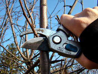 Gardener's hand with secateurs pruning tree branches. Close-up