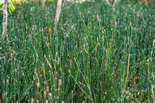 Close-up Green Equisetum Hyemale During The Springtime