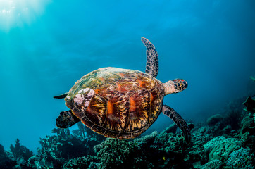  Green sea turtle in the wild among colorful coral reef in clear blue water