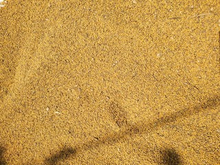 Food background of yellow mustard seeds, top view.