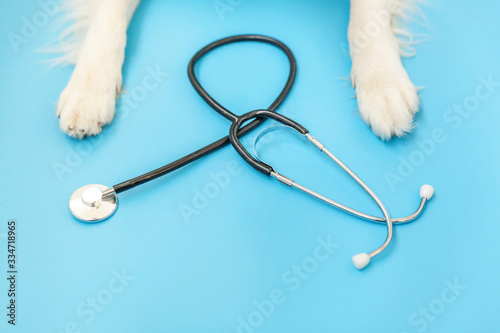 Obraz Dibond Puppy dog border collie paws and stethoscope isolated on blue background. Little dog on reception at veterinary doctor in vet clinic. Pet health care and animals concept
