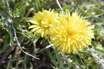 Two yellow and bright dandelions in green grass in the sun.