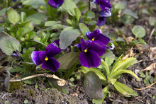 Purple Flowers Bloom Beautifully In Spring. They Are Called Pansies