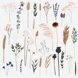 Vector set of boho plants, Beautiful hand drawn wild grass and flowers,