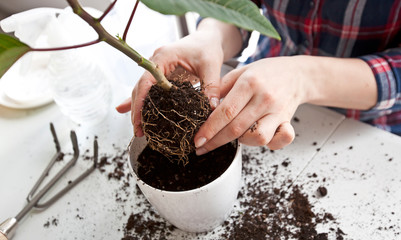 Wall Mural - Young woman is transplanting a plant a into a new pot at home