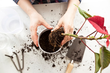 Wall Mural - Young woman is transplanting a plant a into a new pot at home