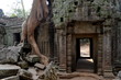 The nature invades the khmer arquitecture of Angkor Wat Temples