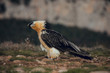 bearded vulture portrait eating in Spain