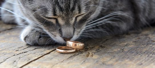 On the old board are two gold wedding rings. A cat tilted its face over the rings. Concept - Betrothal, Pet