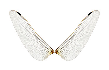 Wall Mural - Wings of insect isolated on a white