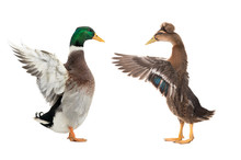Two Standing Beautiful Brown Duck With Spread Wings Isolated