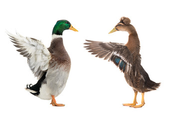 Poster - two standing beautiful brown duck with spread wings isolated