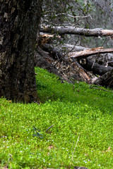 Miner's lettuce, Indian lettuce, winter puslane, good tasting native edible salad plant good for foraging survival food