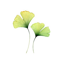 Watercolor Ginkgo Leaves. Two Transparent Florals Isolated On White. Hand Painted Artwork With Maidenhair Tree. Realistic And Botanical Illustration For Wedding Design